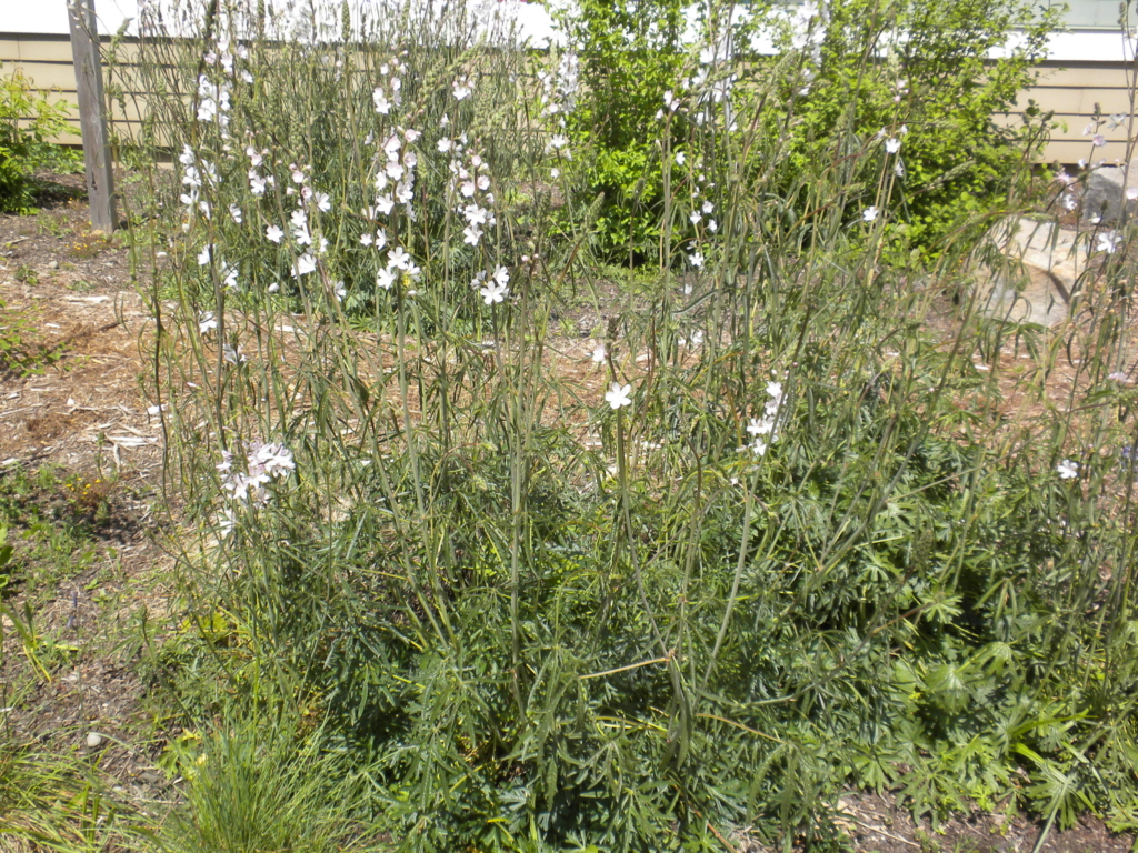 Meadow Checkermallow Sidalcea campestris Small bush with green stalks with long petalled flowers