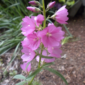 Rose Checkermallow Sidalcea virgata Green stem with large showy purple flowers