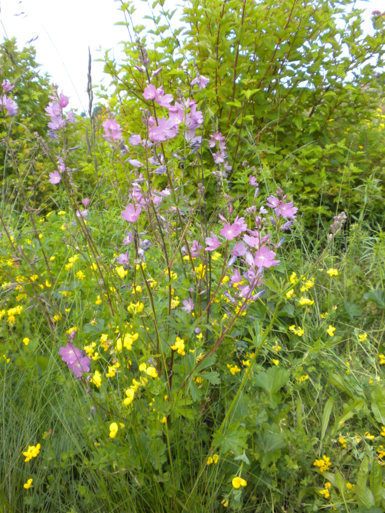 Rose Checkermallow Sidalcea virgata Small tree with with large showy purple flowers
