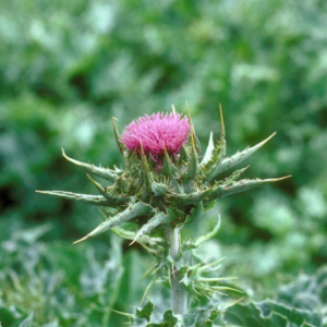 Milk Thistle Silybum marianum Purple tuft on top of spiky small leaved stalk