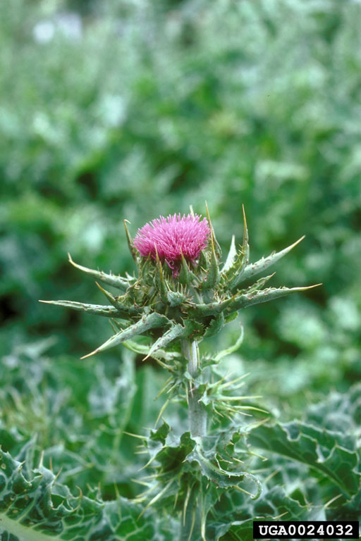 Milk Thistle Silybum marianum Purple tuft on top of spiky small leaved stalk