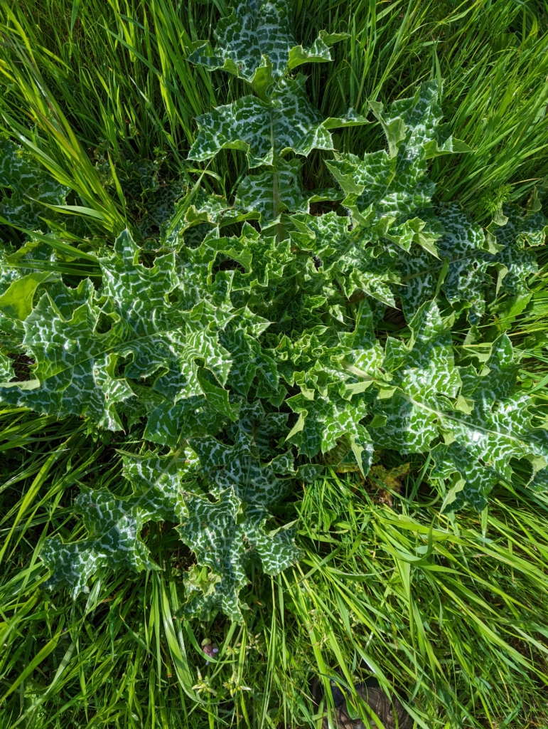 Milk Thistle Silybum marianum Bushy Plant with green and white patterned leaves