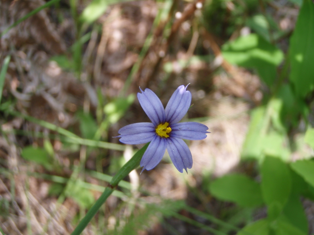 Blue Eyed Grass Sisyrinchium idahoense Single 5 petalled purple flower with yellow center