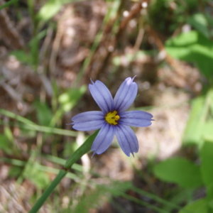 Blue Eyed Grass Sisyrinchium idahoense Single 5 petalled purple flower with yellow center