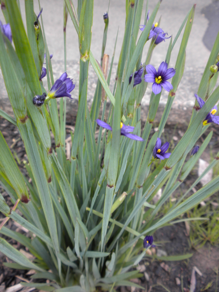 Blue Eyed Grass Sisyrinchium idahoense Green stems with large purple flowers