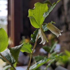 two white bell shaped flowers hang down from beneath final two leaves, petals tightly clasped.