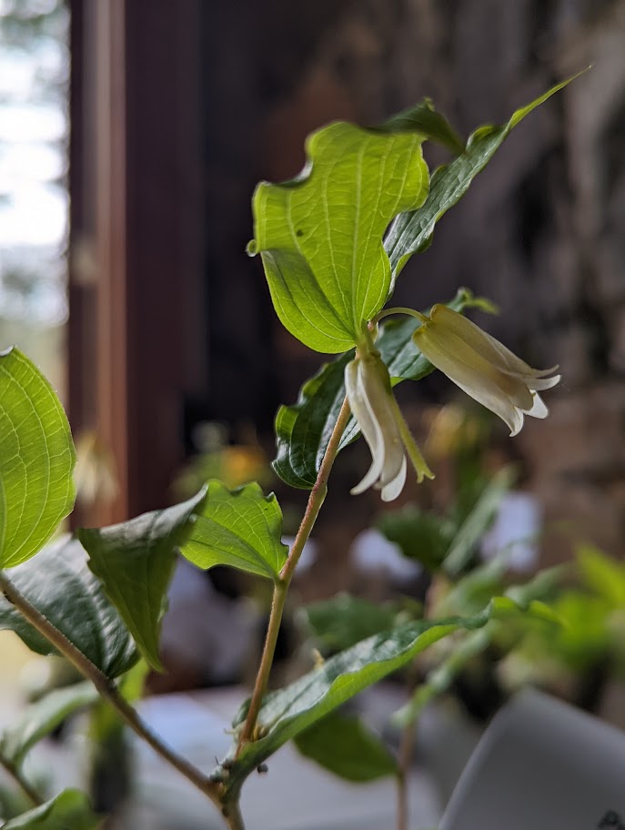 two white bell shaped flowers hang down from beneath final two leaves, petals tightly clasped.