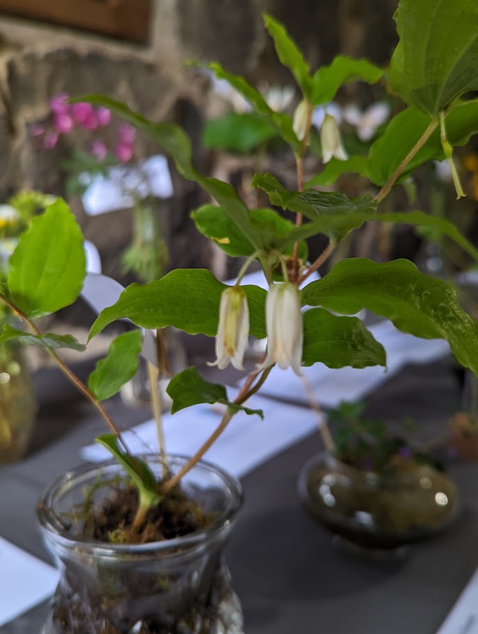 two white bell-shaped flowers dangle from beneath leaves.