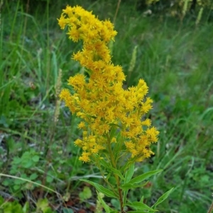 Goldenrod, Canada Solidago canadensis Spire of many bright yellow small flowers