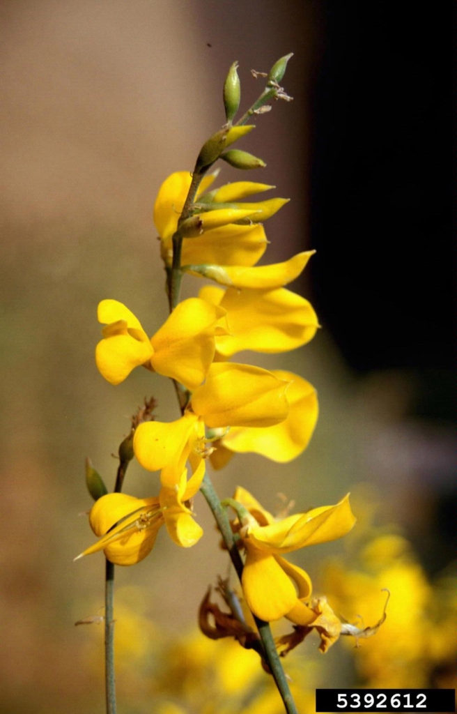 Stem with several small yellow flowers