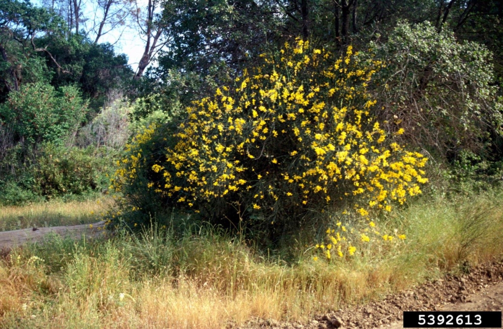 Green stalky bush covered in small yellow flowers