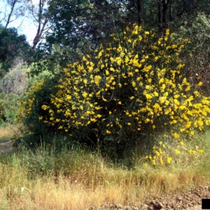 Green stalky bush covered in small yellow flowers