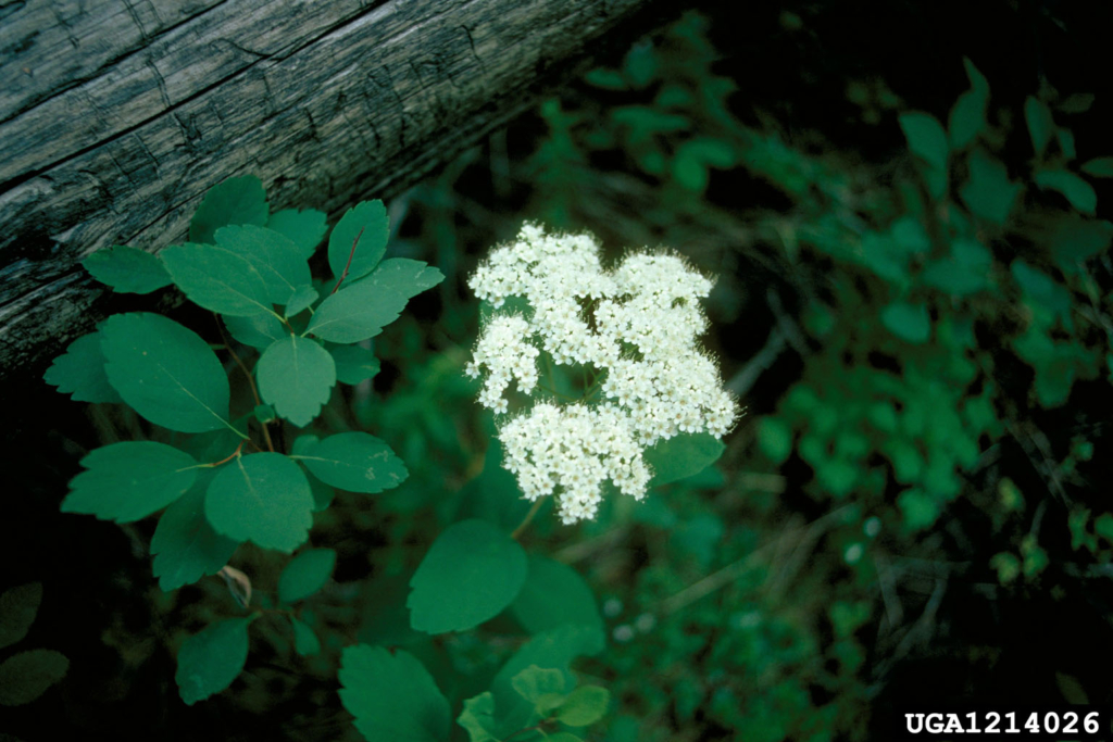 Oval, somewhat dentate leaves and a cluster of small white, fuzzy-looking flowers