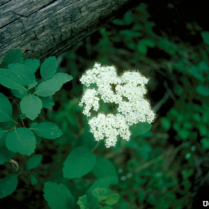 Oval, somewhat dentate leaves and a cluster of small white, fuzzy-looking flowers