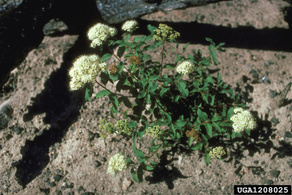 a low growing shrub with clusters of fuzzy looking white flowers