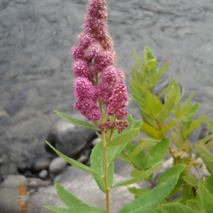 Douglas Spirea Spiraea douglasii Single Spire of bunches of small purple flowers