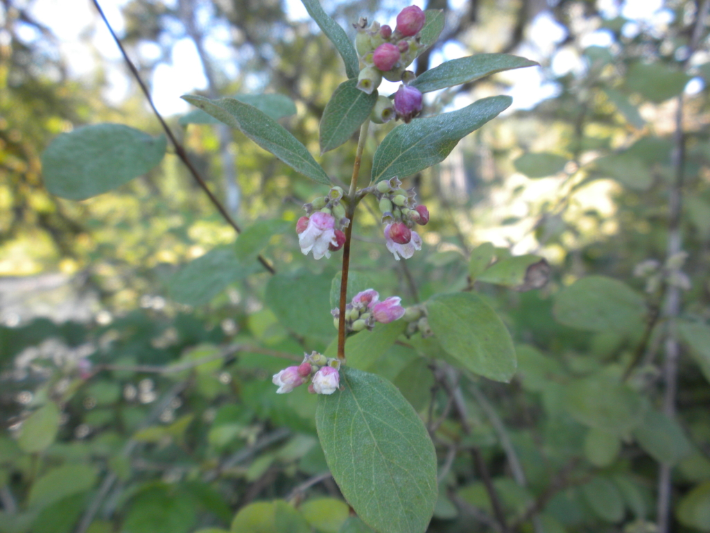 Snowberry Symphoricarpos albus Oval smooth green leaves with pink flowers and red berries