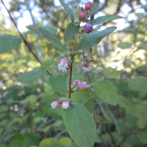 Snowberry Symphoricarpos albus Oval smooth green leaves with pink flowers and red berries