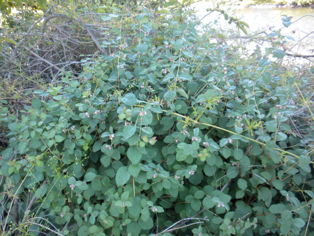 Snowberry Symphoricarpos albus Green bushy shrub with many stalks of many leaves