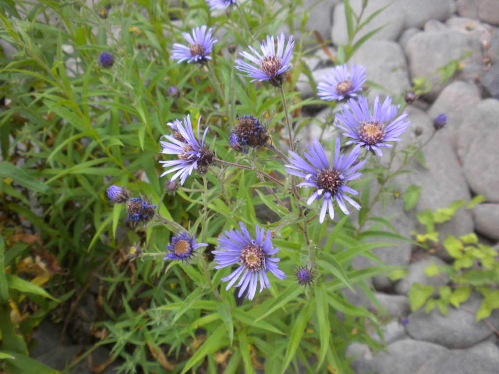 Aster, Douglas Symphyotrichum subspicatum Several daisy like purple flowers