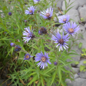 Aster, Douglas Symphyotrichum subspicatum Several daisy like purple flowers