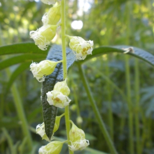 Fringecup Tellima grandiflora Tall stalk of small like bellshaped flowers