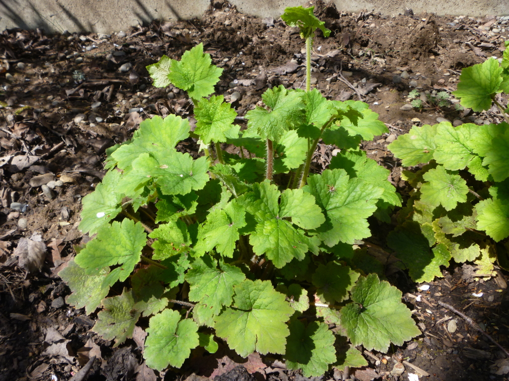 Fringecup Tellima grandiflora Small green bushy shrub