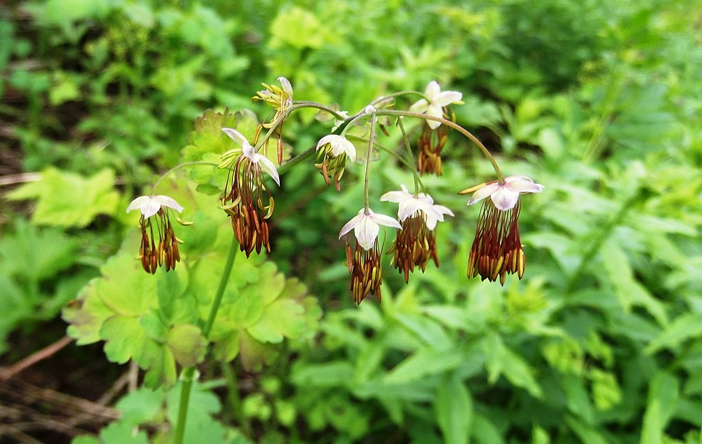 Pendant male flowers of meadowrue are like dangly tassel earrings