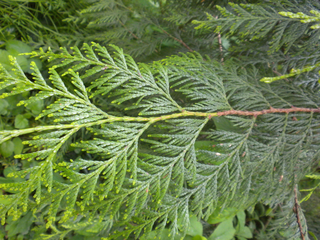 Western Red Cedar Thuja plicata Large stem of flat needles