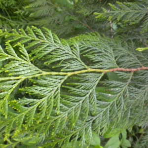 Western Red Cedar Thuja plicata Large stem of flat needles