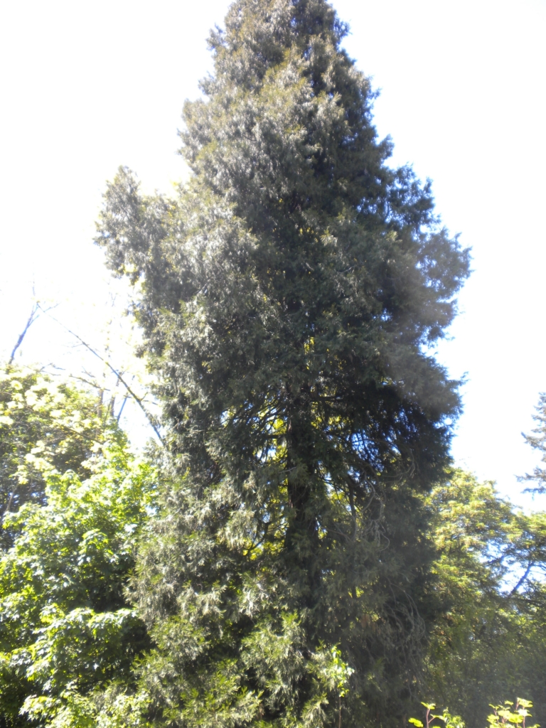 Western Red Cedar Thuja plicata Huge Tall Evergreen Tree
