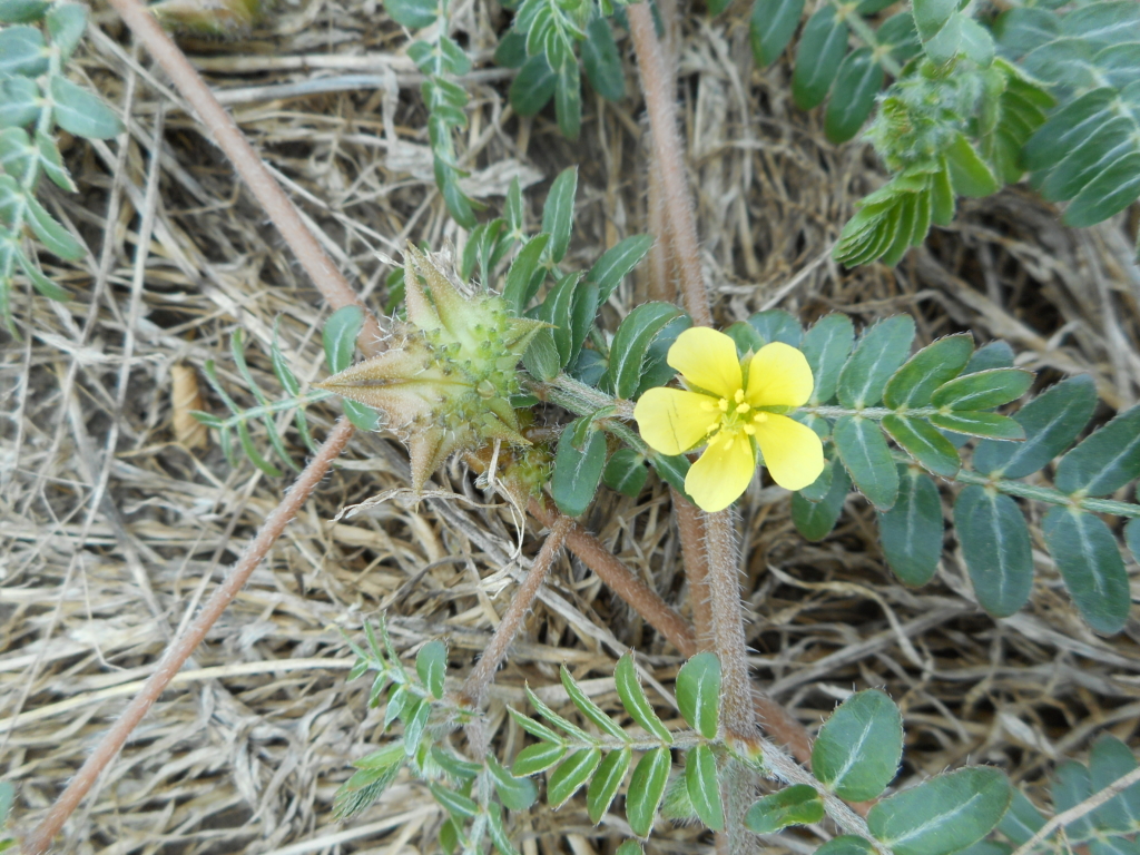 Puncturevine Tribulus terrestris Small yellow petalled flower on spiny stem with opposite leafelets