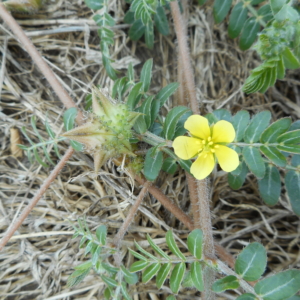 Puncturevine Tribulus terrestris Small yellow petalled flower on spiny stem with opposite leafelets