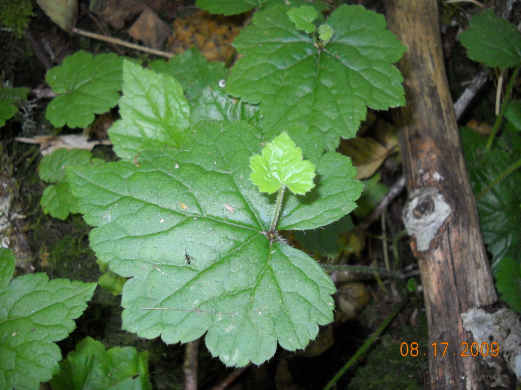 Piggyback Plant Tolmiea menziesii Large green leave with small green leave growing up from bottom center it.