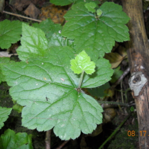 Piggyback Plant Tolmiea menziesii Large green leave with small green leave growing up from bottom center it.