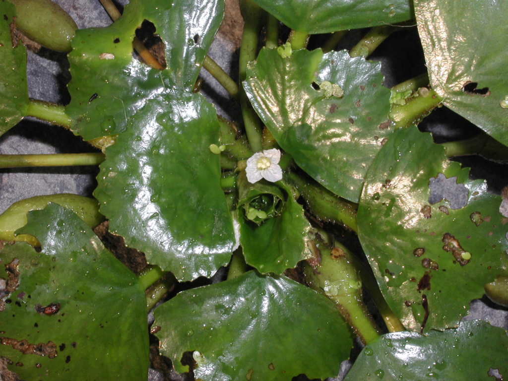 Large green shiny leaves with small yellow flower