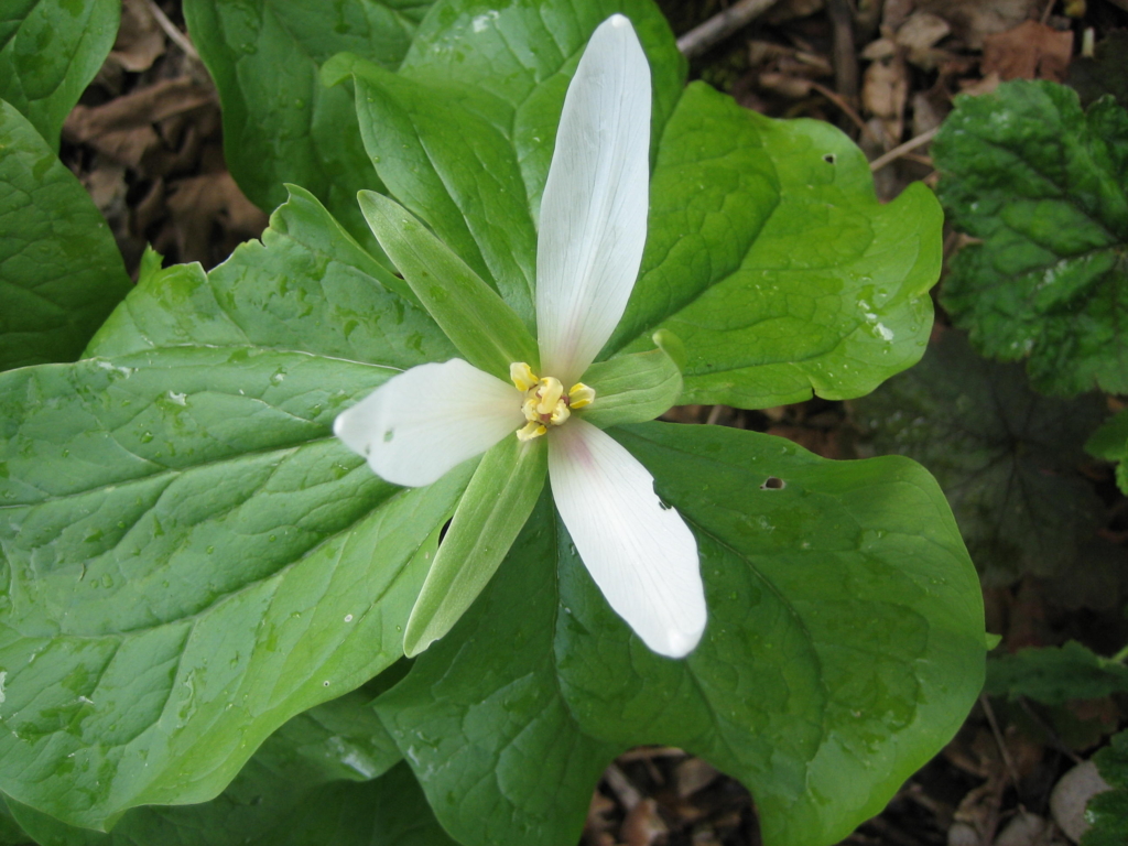 three white triangularly arranged petals, three green triangularly arranged sepals, and three larger green leaves