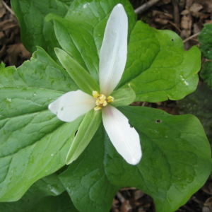 three white triangularly arranged petals, three green triangularly arranged sepals, and three larger green leaves