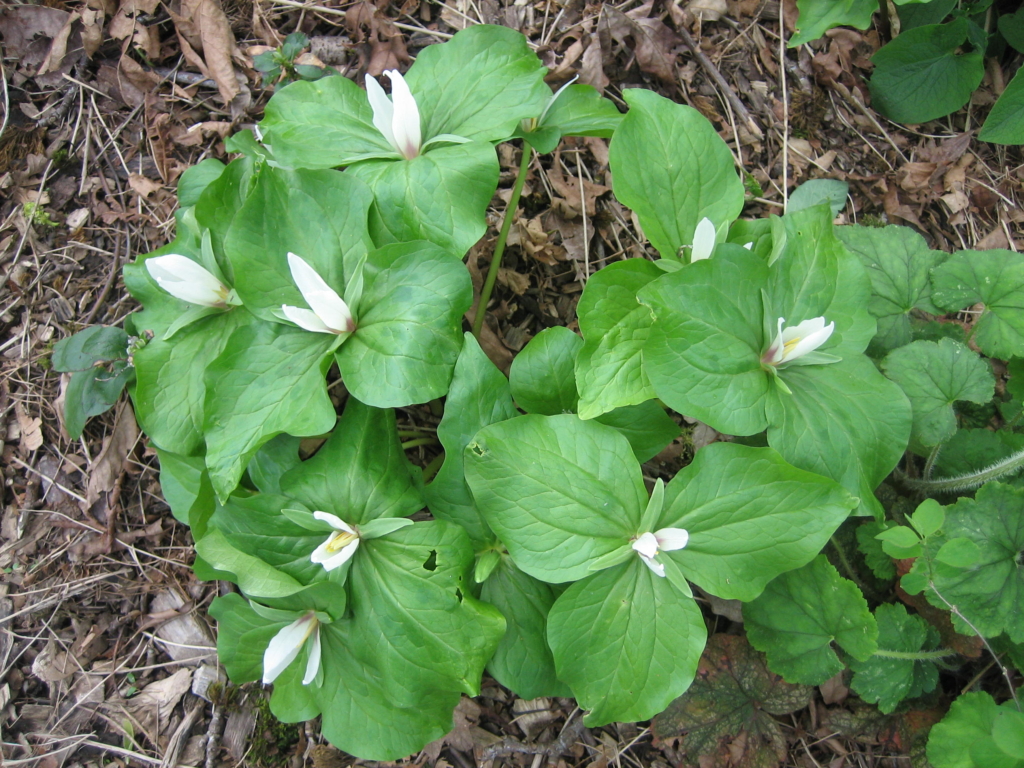 A clump of trillium with large ovate green leaves of three topped with three-petalled white flowers