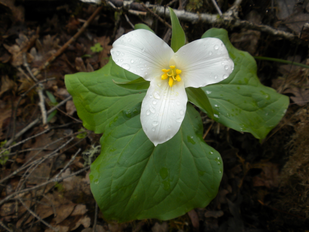 Large three petaled white flower with yellow center rises above three triangularly arranged leaves