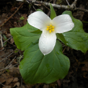 Large three petaled white flower with yellow center rises above three triangularly arranged leaves