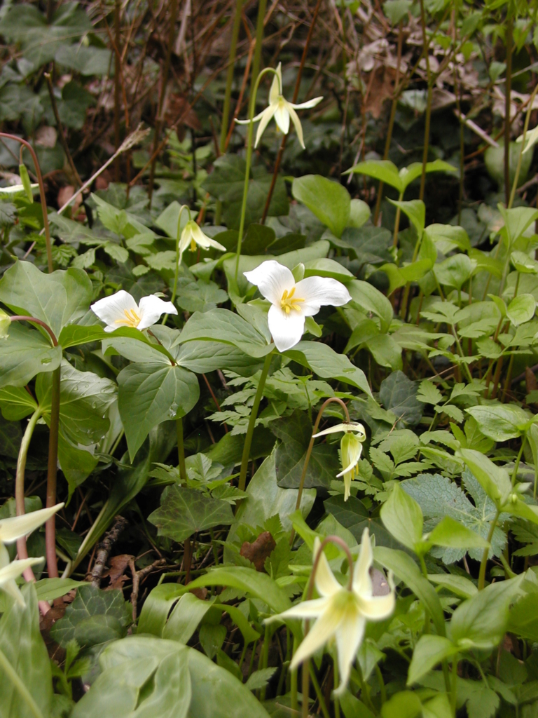 A patch of Trillium ovatum with white three-petalled flowers rising above large green leaves
