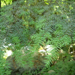 Western Hemlock Tsuga heterophylla Branch with flattish green pine needles