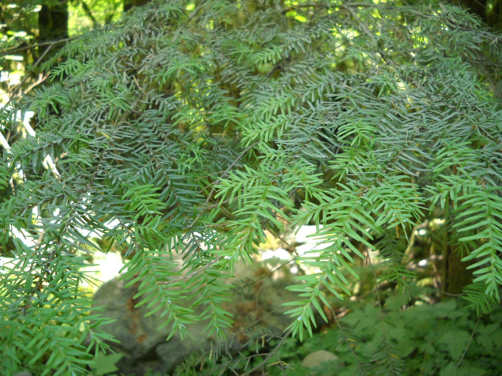 Western Hemlock Tsuga heterophylla Branch with flattish green pine needles