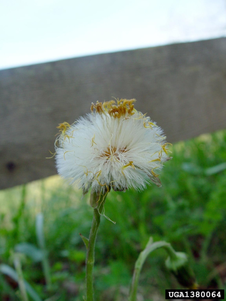 White poofy seed head on green stem