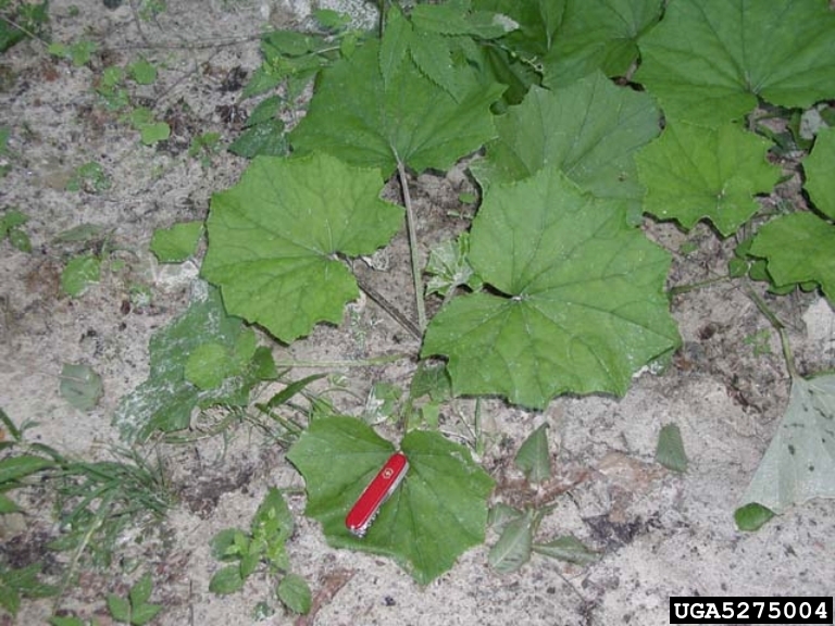 Large green heart shaped leaves on ground