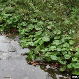 Streambank with layer of large green heart shaped leaves