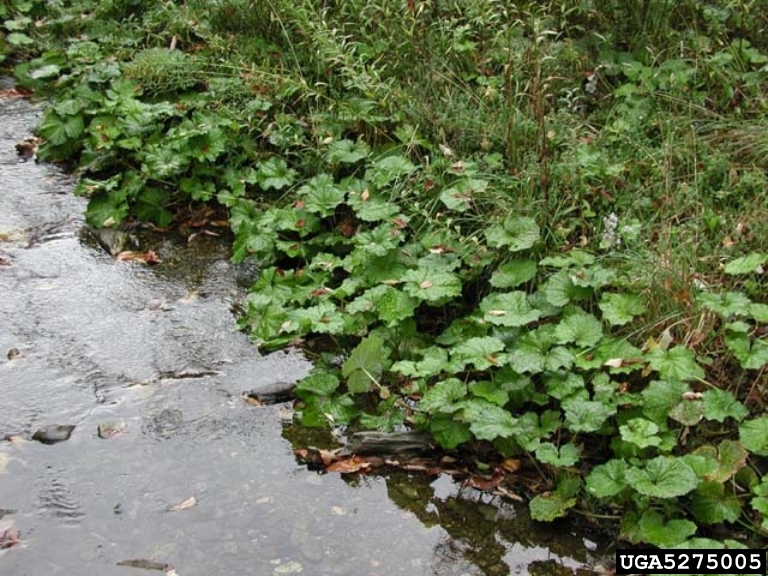 Streambank with layer of large green heart shaped leaves