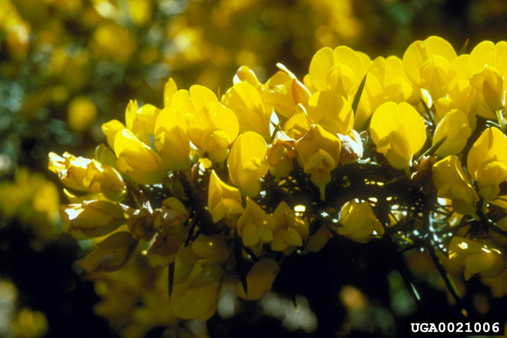 Bunches of small yellow flowers