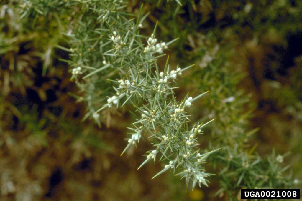 Branch with spiny green needles and small white flowers